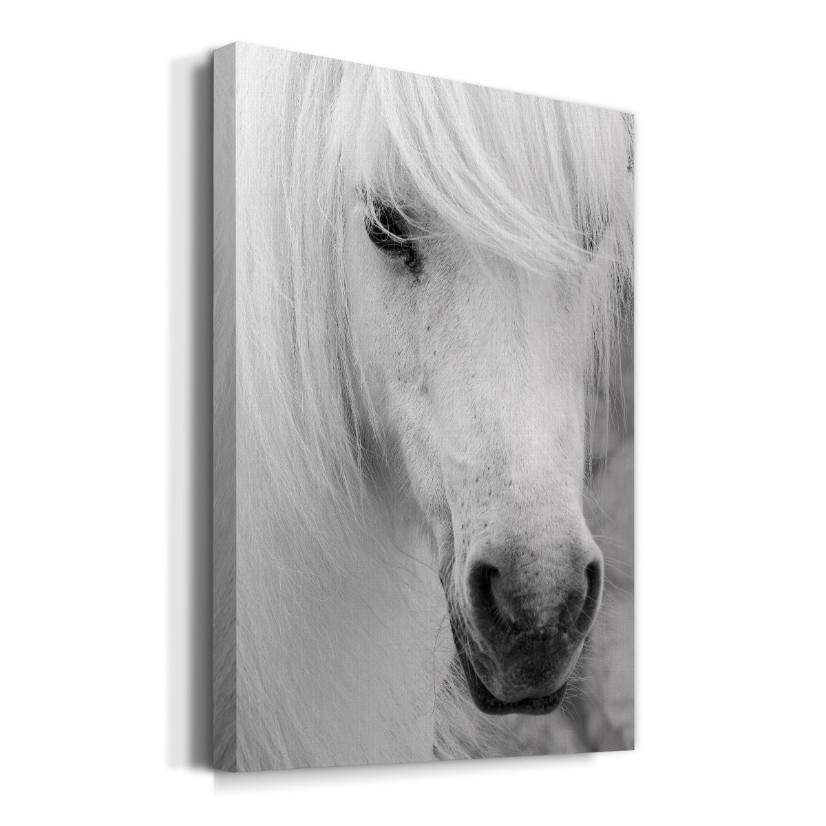 Island Pony I - Canvas Art Print