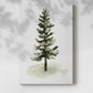 Watercolor Pine II - Gallery Wrapped Canvas