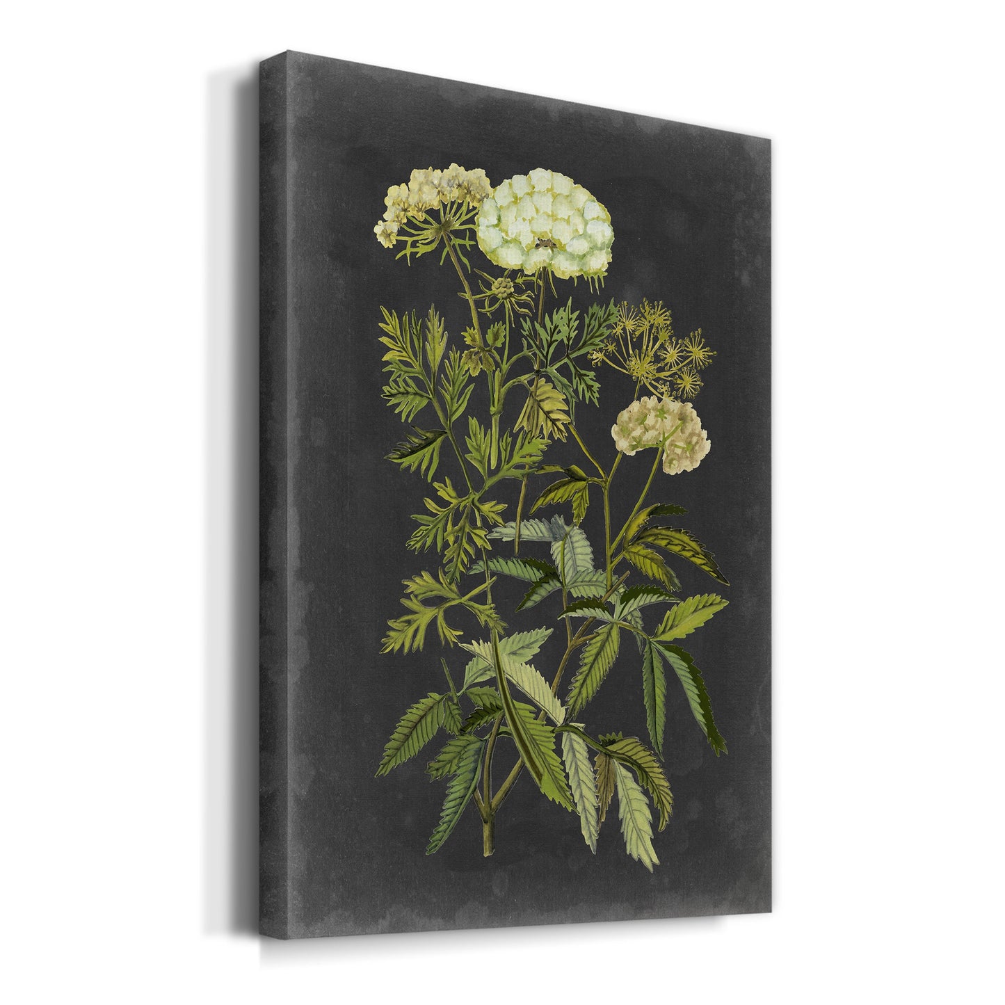 Bookplate Floral I Premium Gallery Wrapped Canvas - Ready to Hang