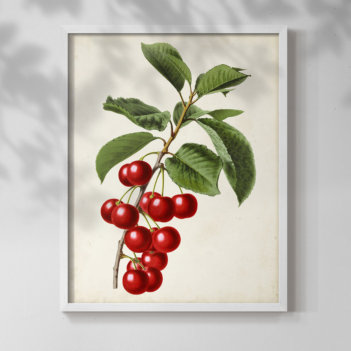 Antique Fruit II - Restickable Framed Art Print