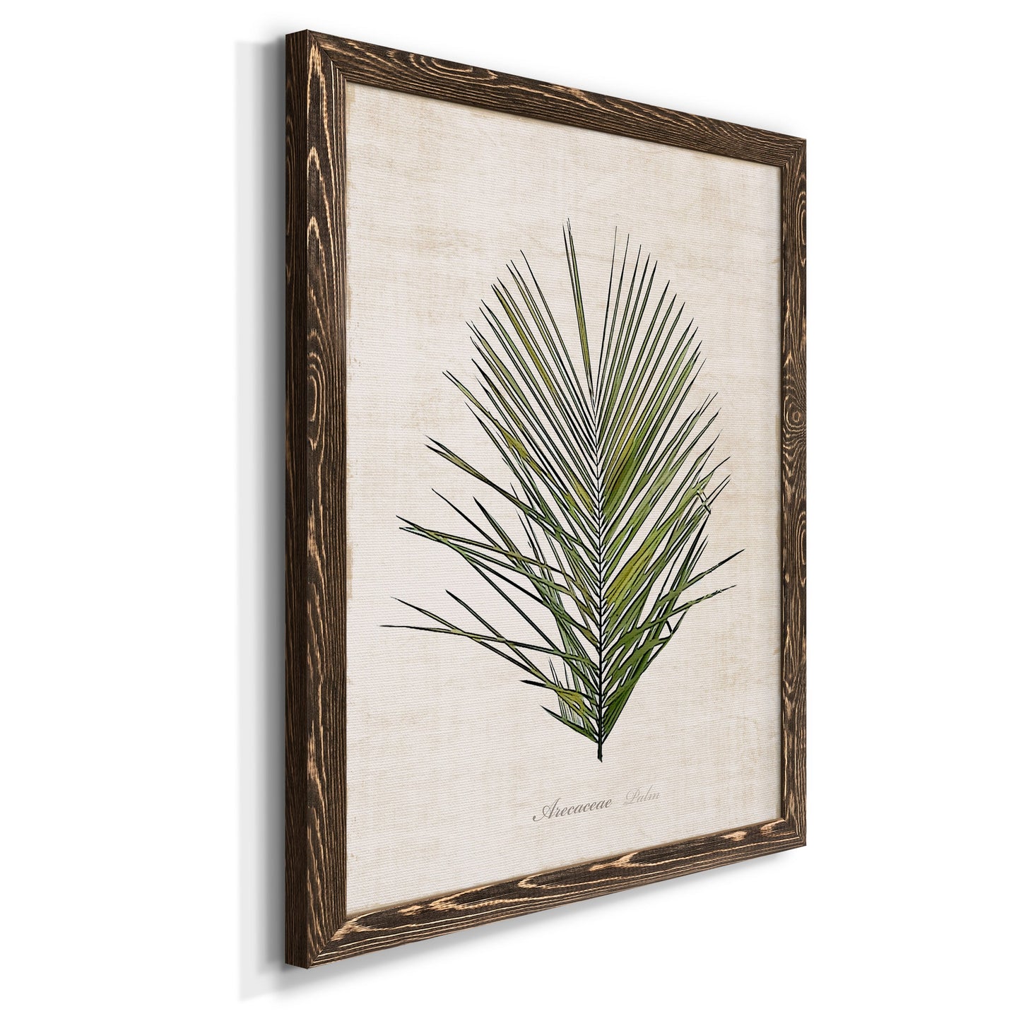 Palm Botanical I - Premium Canvas Framed in Barnwood - Ready to Hang