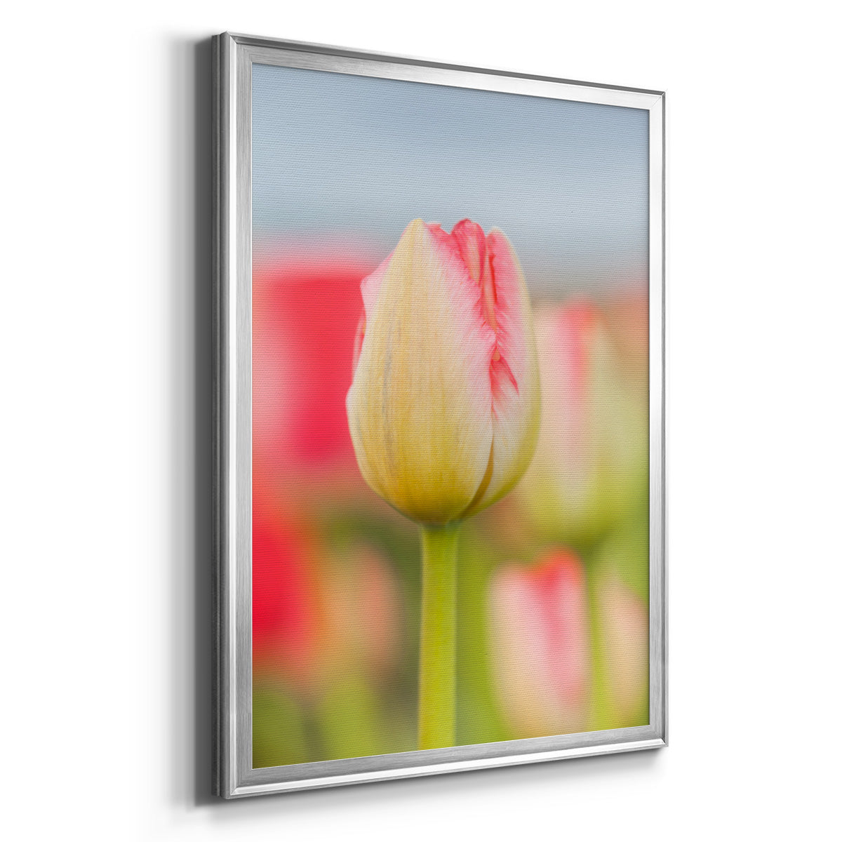 Twotone Tulip - Modern Framed Canvas Print