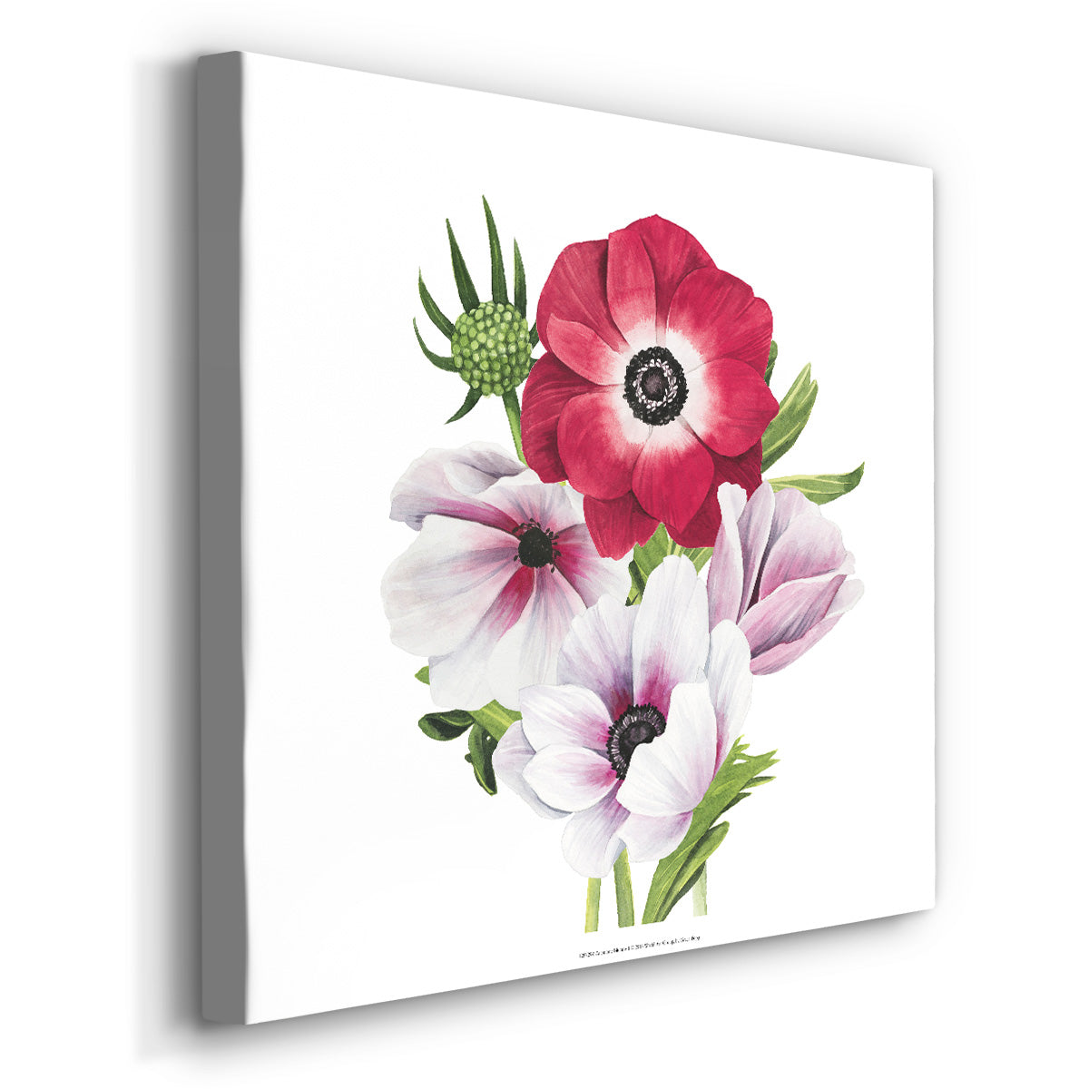 Anemone Blooms I - Canvas Art Print