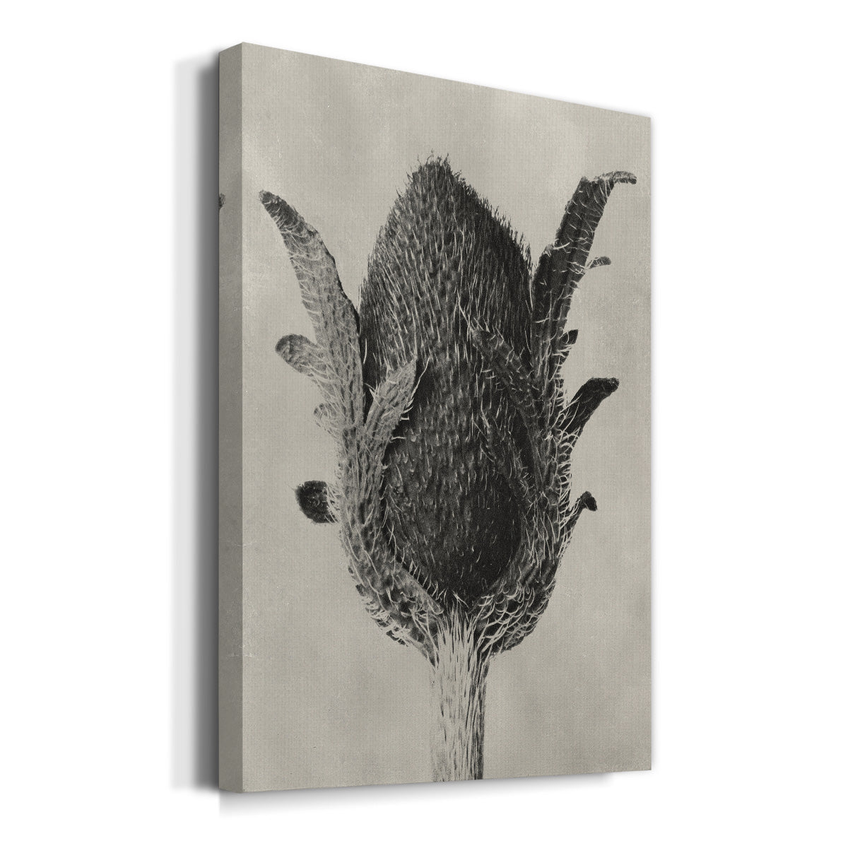 Blossfeldt Botanical VI Premium Gallery Wrapped Canvas - Ready to Hang