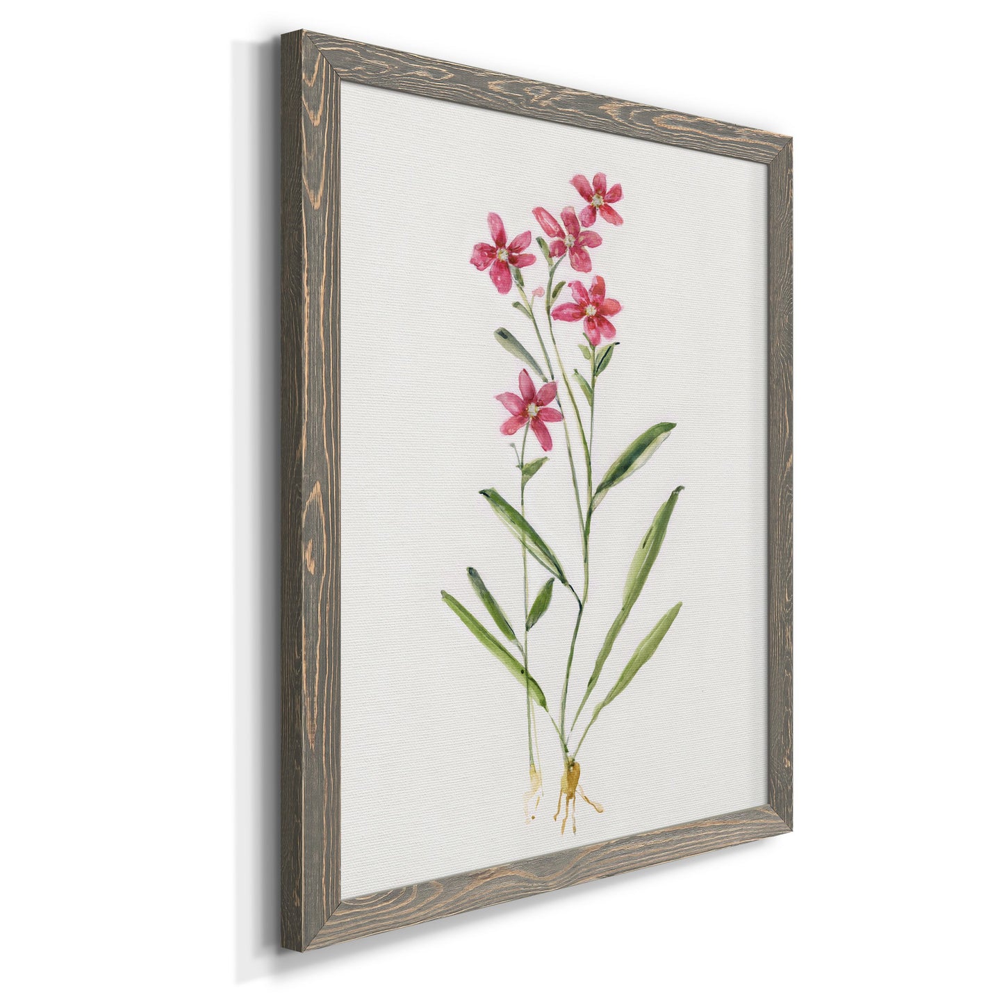 Delicate Pink II - Premium Canvas Framed in Barnwood - Ready to Hang