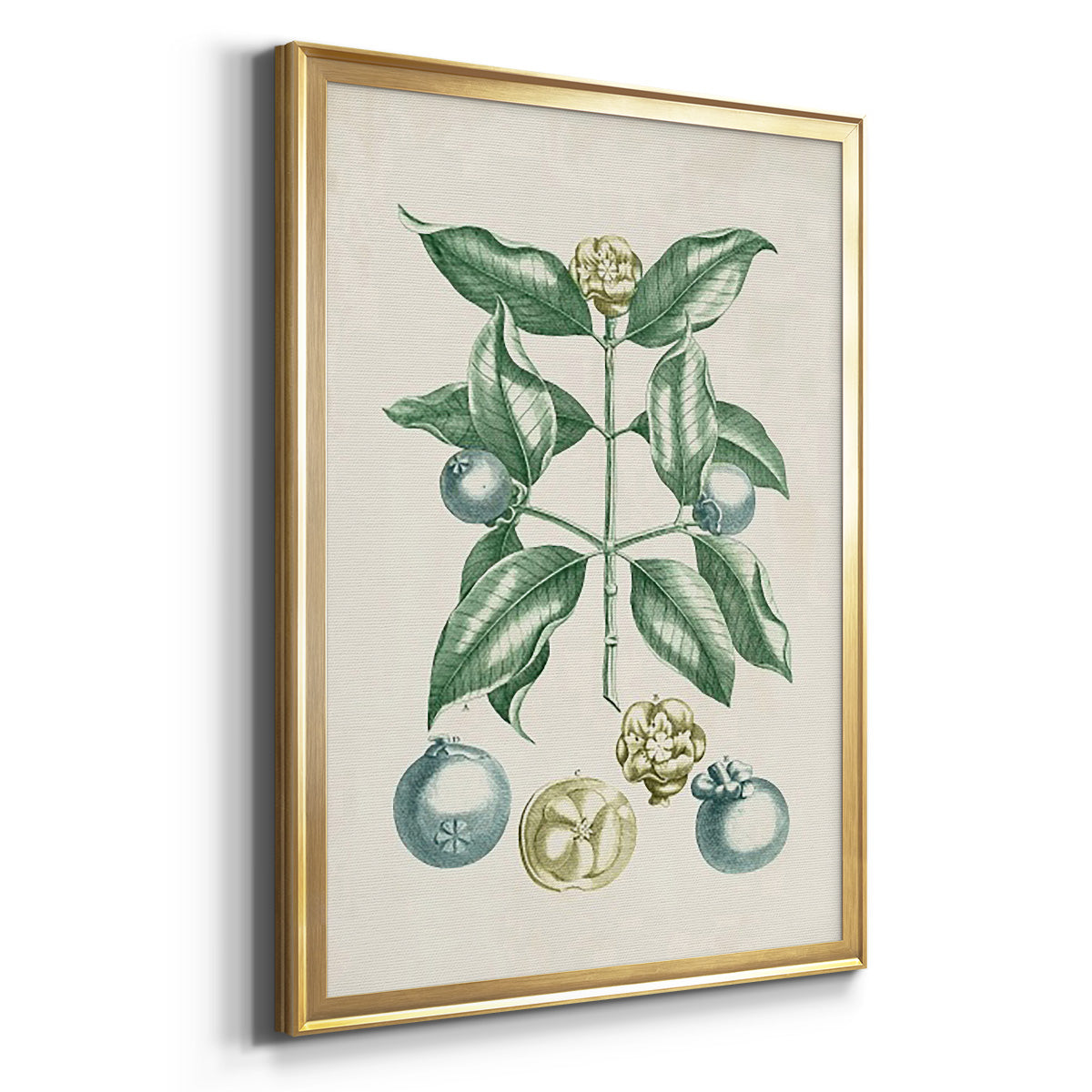 Buchoz Tropicals VII - Modern Framed Canvas Print