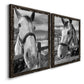 Angled view of a set of two black barnwood framed canvas prints featuring two modern equestrian photography featuring black-and-white close-up portraits of horses at fences.