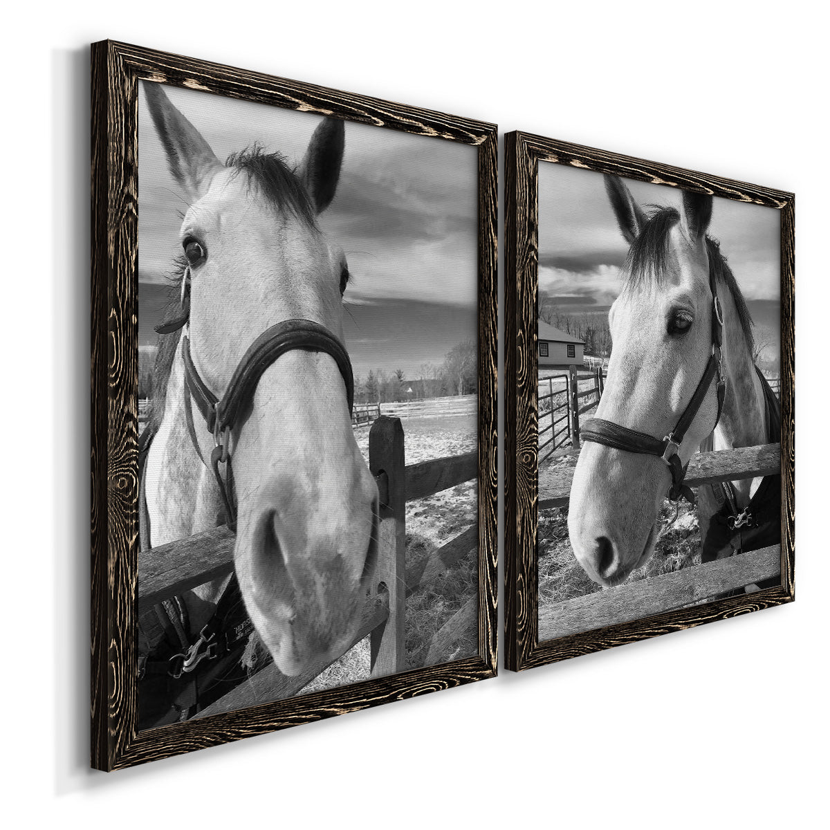 Angled view of a set of two black barnwood framed canvas prints featuring two modern equestrian photography featuring black-and-white close-up portraits of horses at fences.
