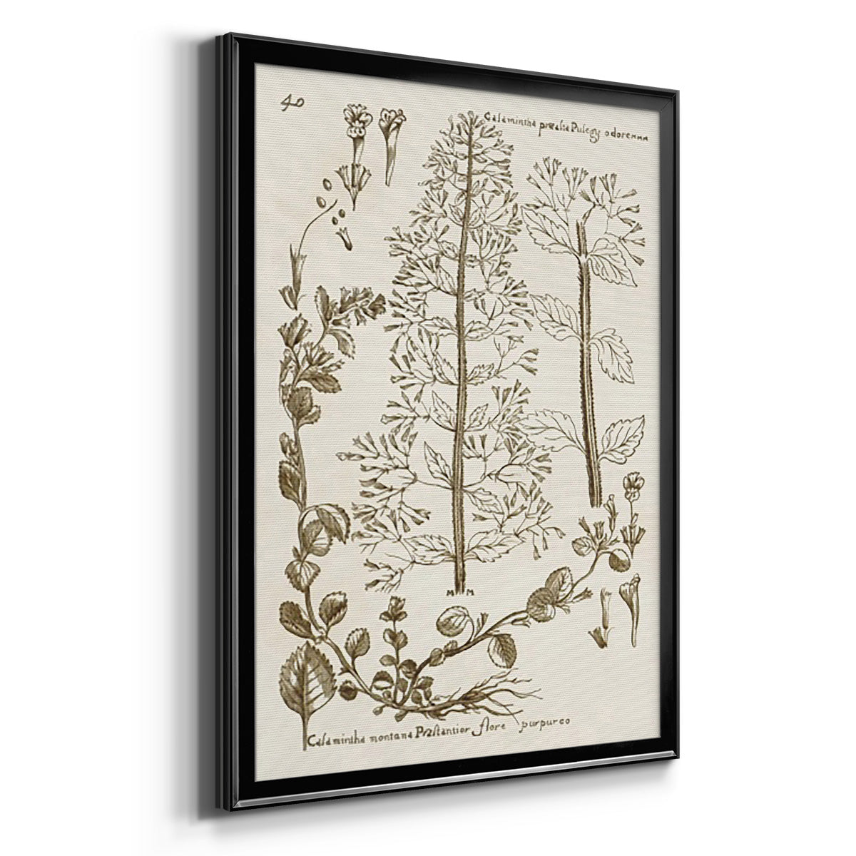 Sepia Botanical Journal V - Modern Framed Canvas Print