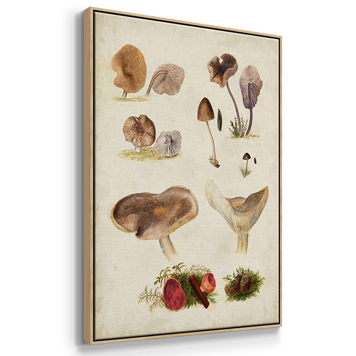 Mushroom Species I - Floater Framed Canvas Set