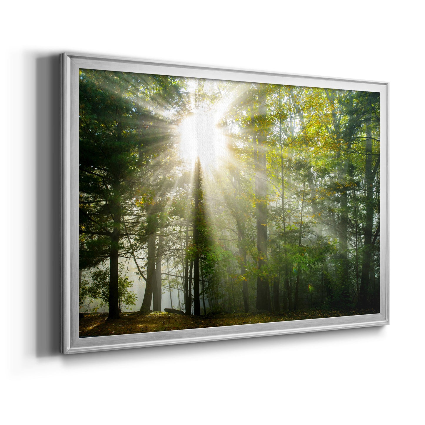 Light and Trees II Premium Classic Framed Canvas - Ready to Hang