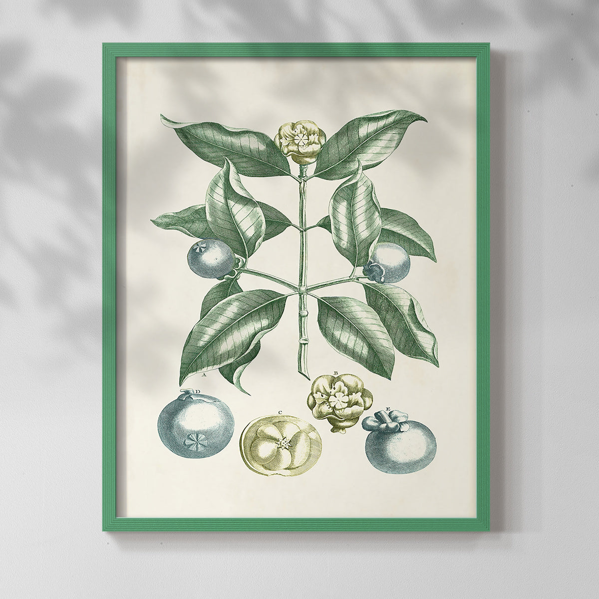 Buchoz Tropicals VII - Restickable Framed Art Print