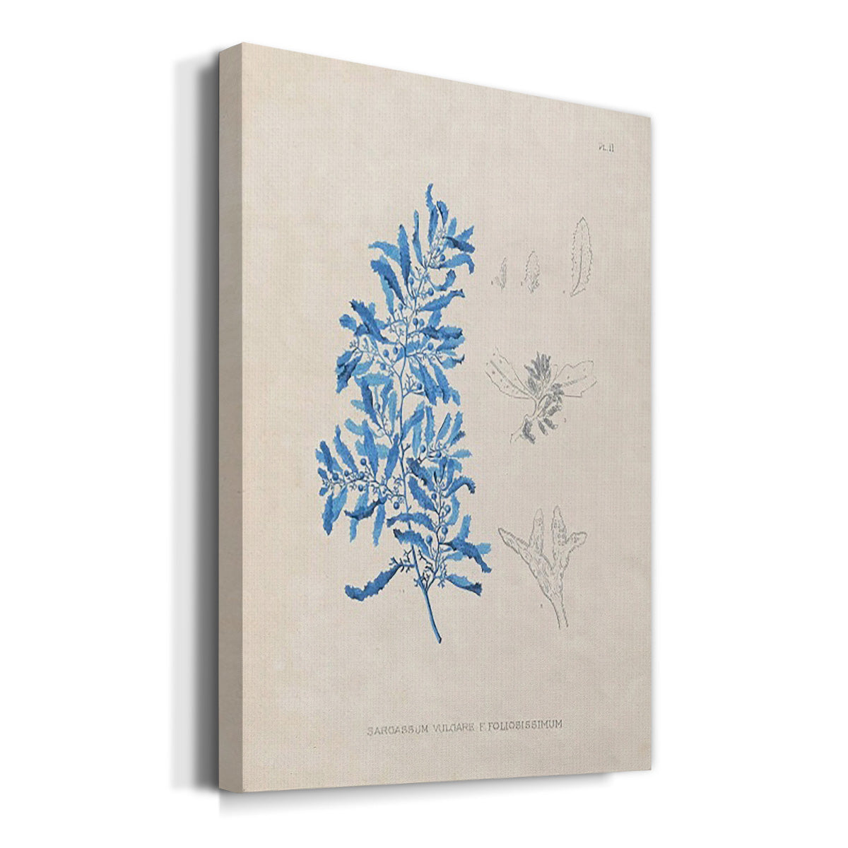 Blue Marine Algae VI - Canvas Art Print