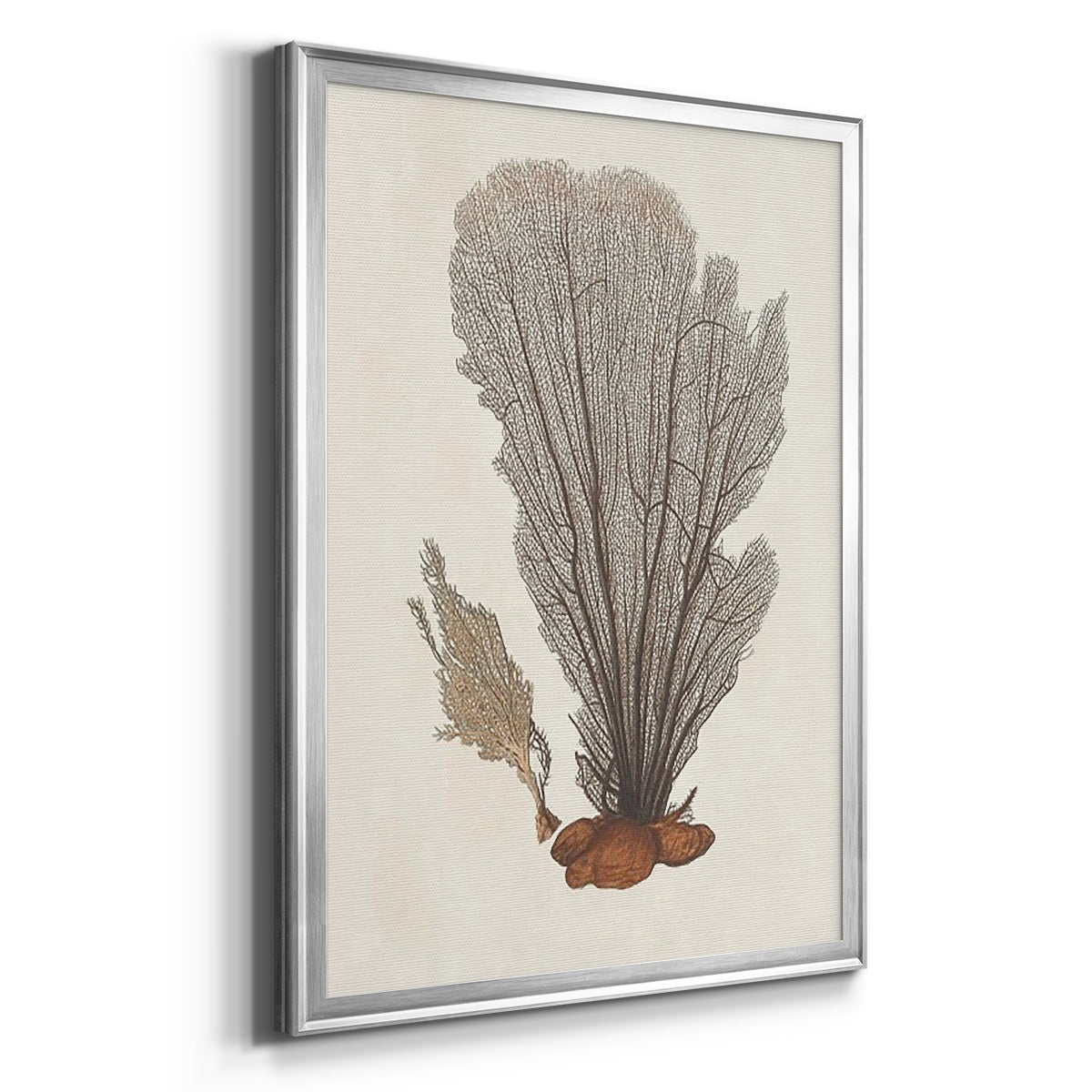 Knorr Shells & Coral III - Modern Framed Canvas Print