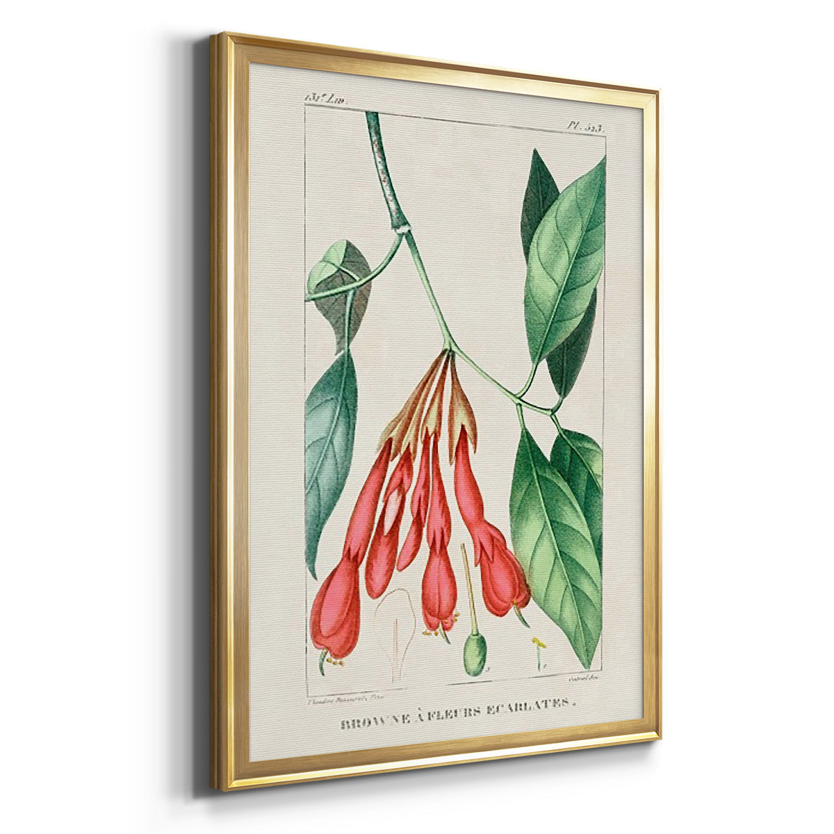 Turpin Tropical Botanicals I - Modern Framed Canvas Print