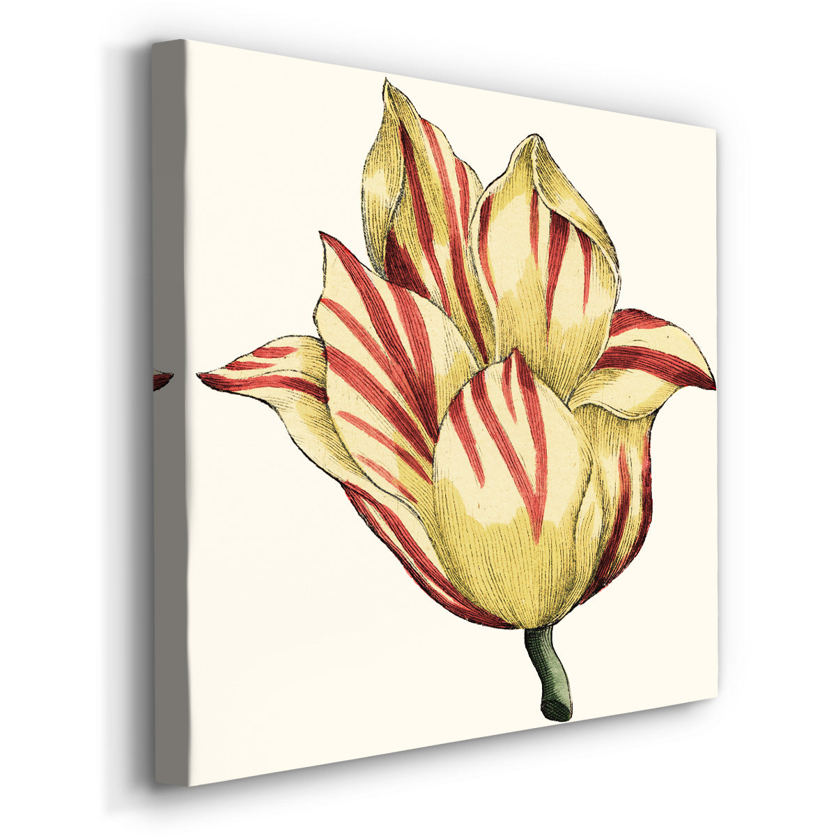 Tulip Garden III - Canvas Art Print