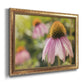 Echinacea Study I Premium Framed Canvas- Ready to Hang