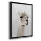 Soft Llama - Modern Framed Canvas Print