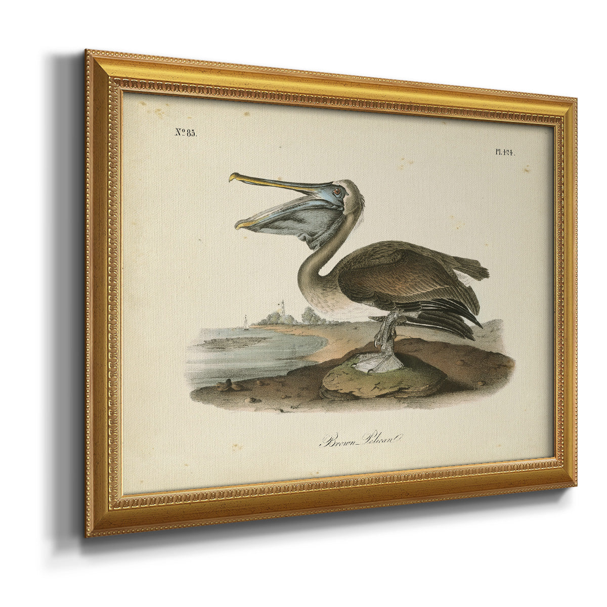 Audubons Brown Pelican - Ornate Framed Canvas Print