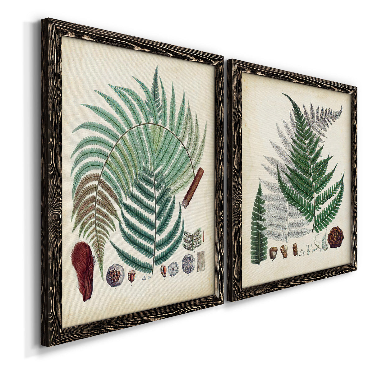 Angled view of a set of two black barnwood framed canvas prints featuring two natural-history fern plates featuring vintage fern specimens with botanical details.
