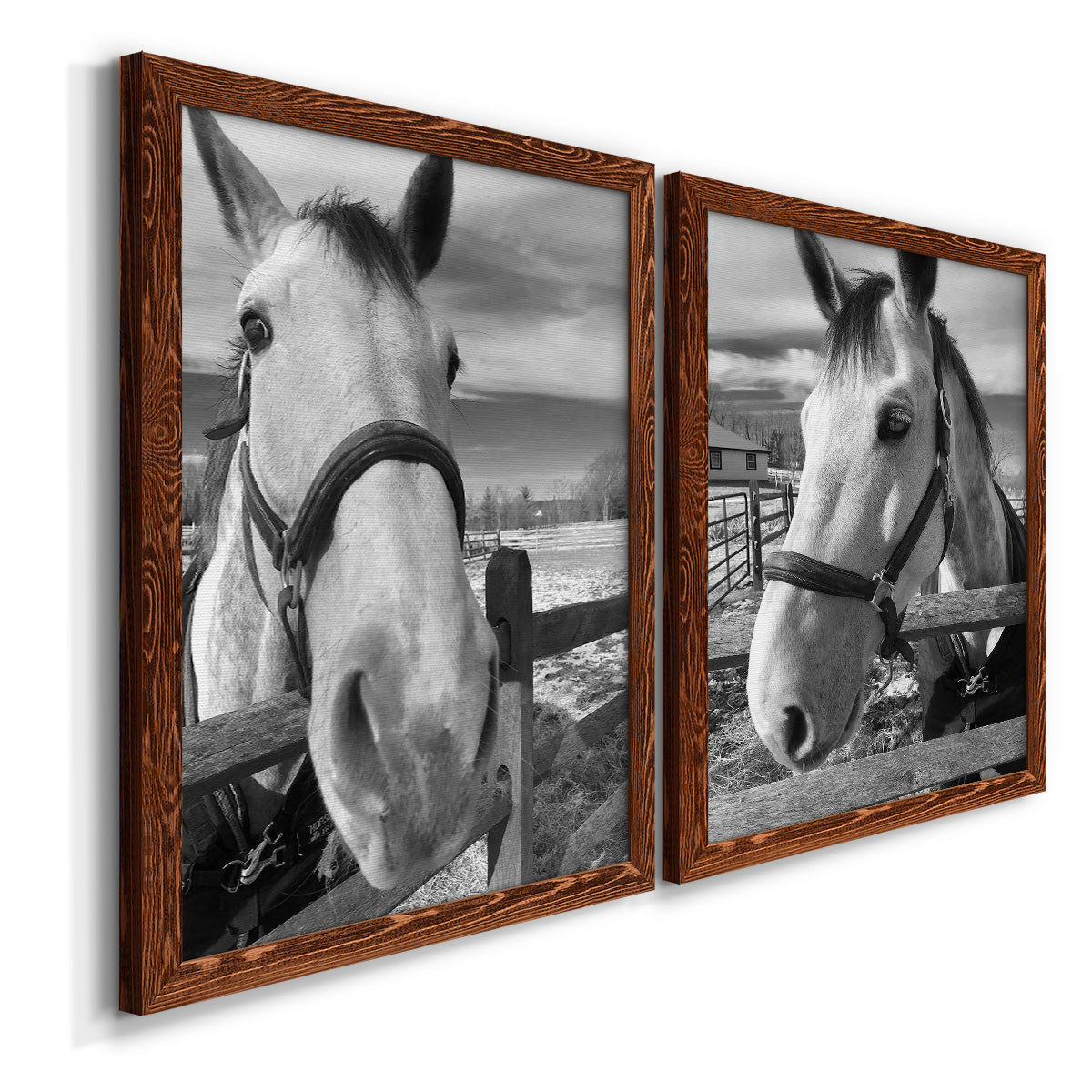 Angled view of a set of two maple barnwood framed canvas prints featuring two modern equestrian photography featuring black-and-white close-up portraits of horses at fences.