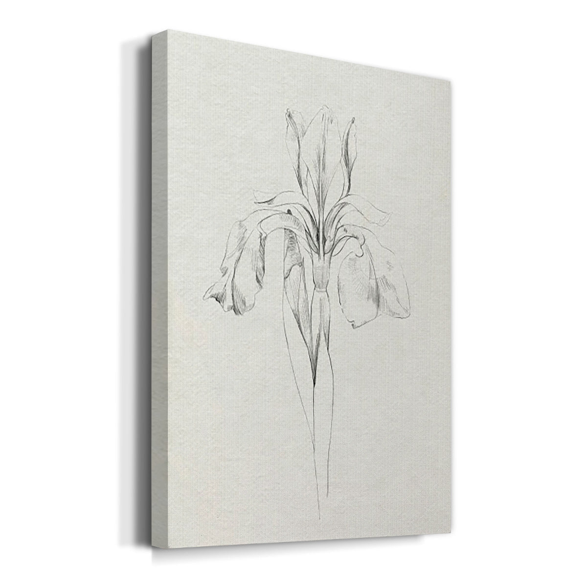 Neutral Iris Sketch I - Canvas Art Print