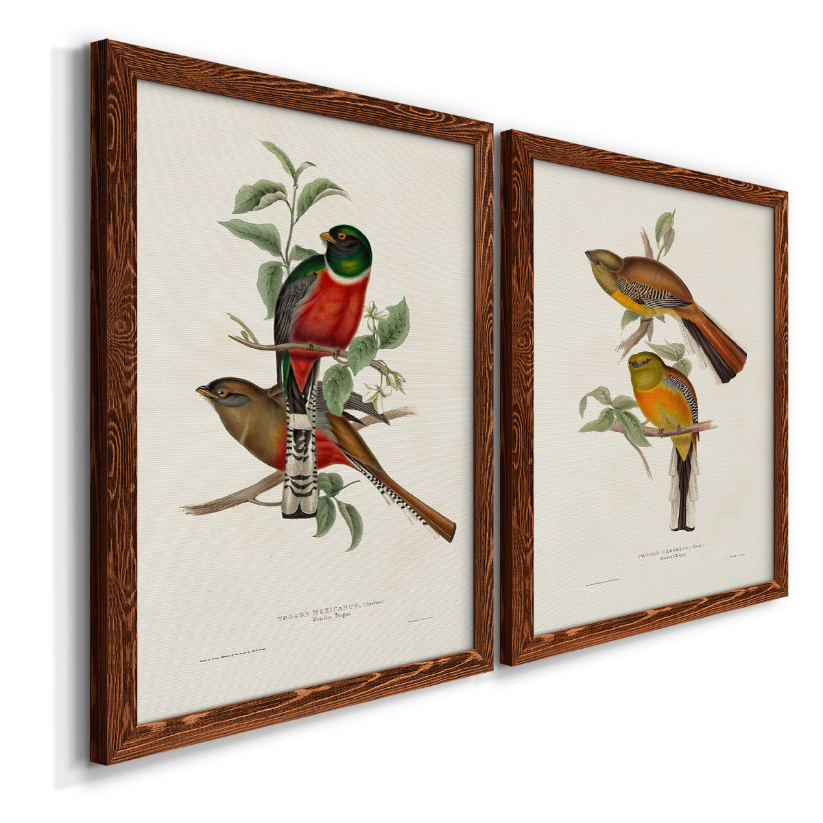 Elegant Trogons I - Premium Framed Canvas 2 Piece Set - Ready to Hang