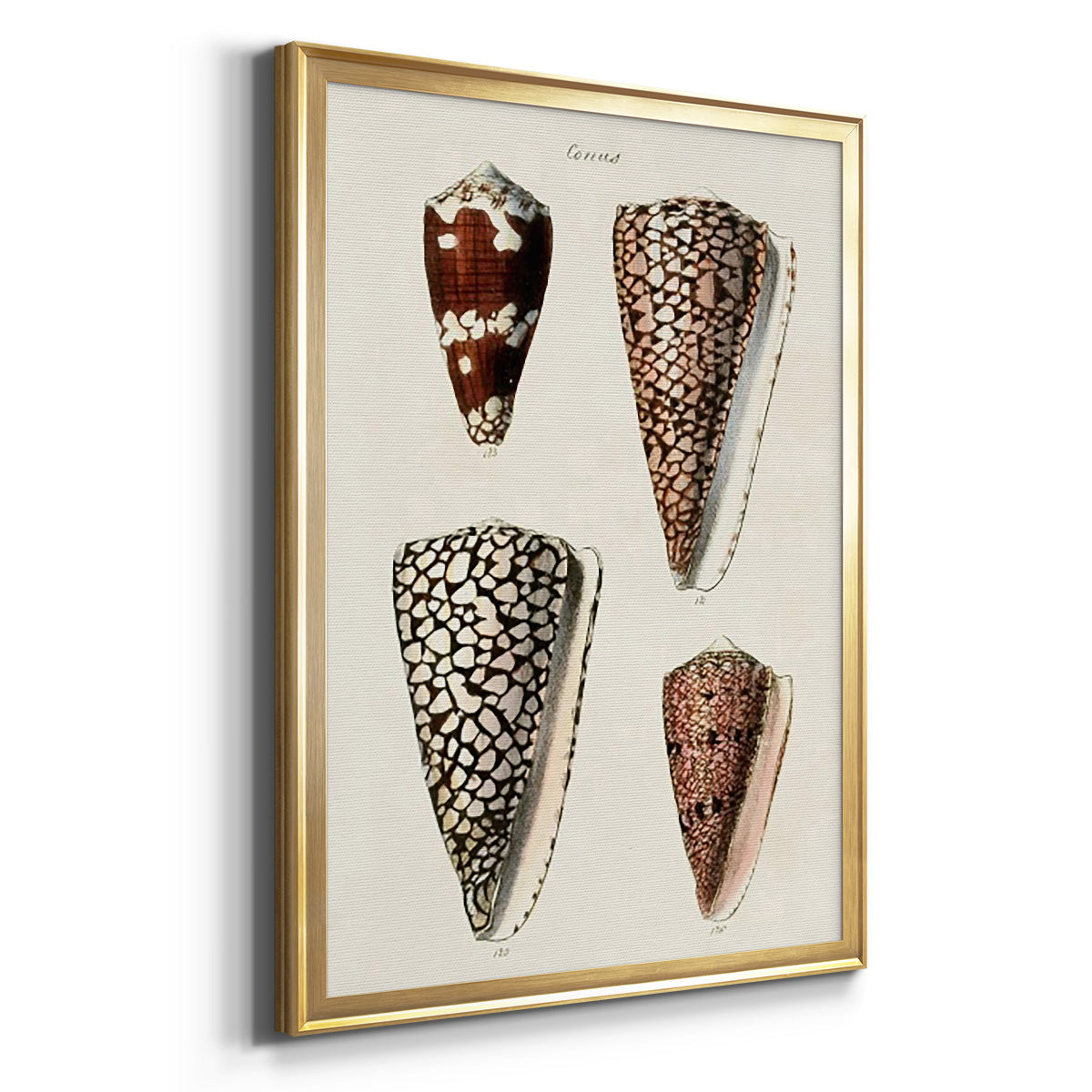 Cone Shell Collection I - Modern Framed Canvas Print
