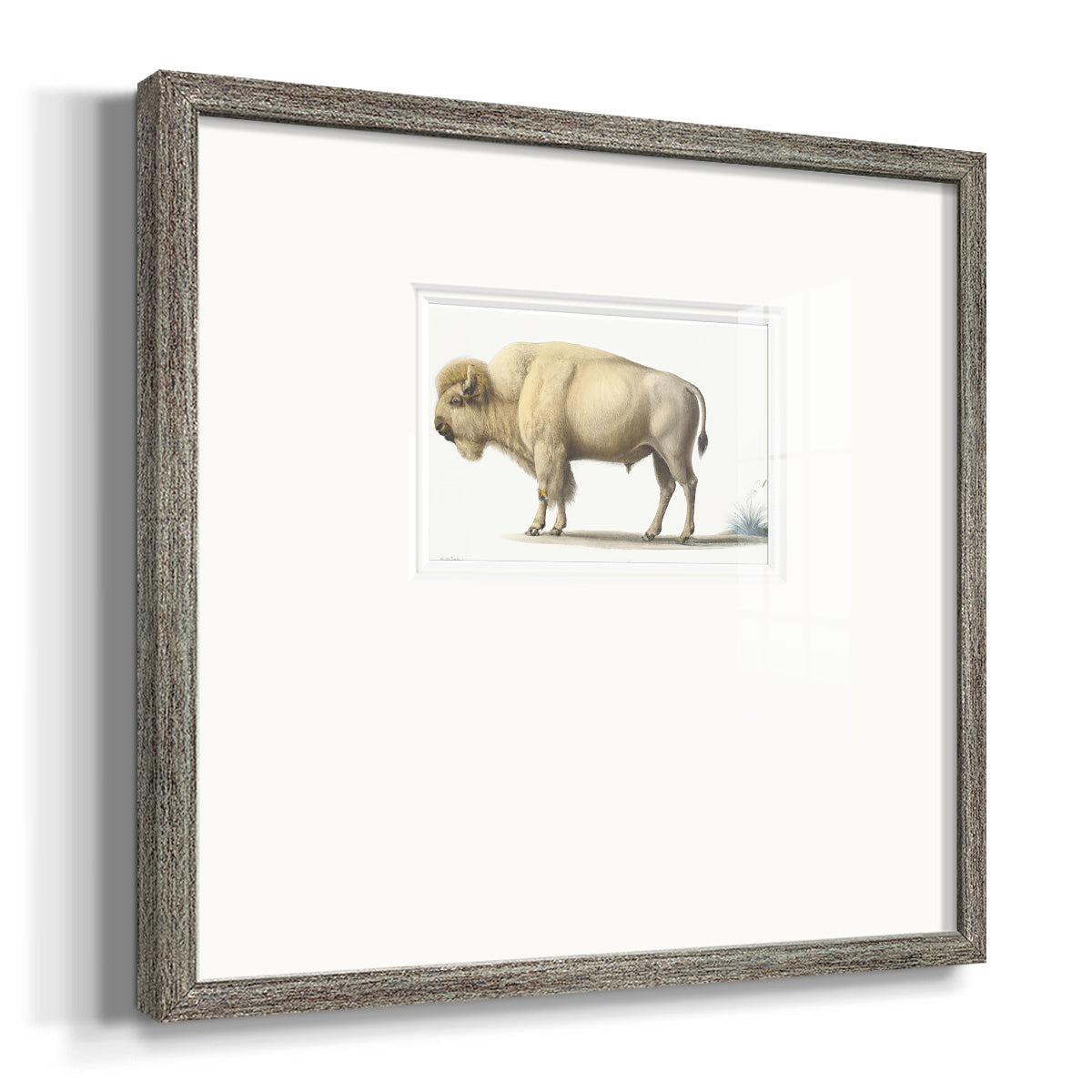 White Buffalo Premium Framed Print Double Matboard