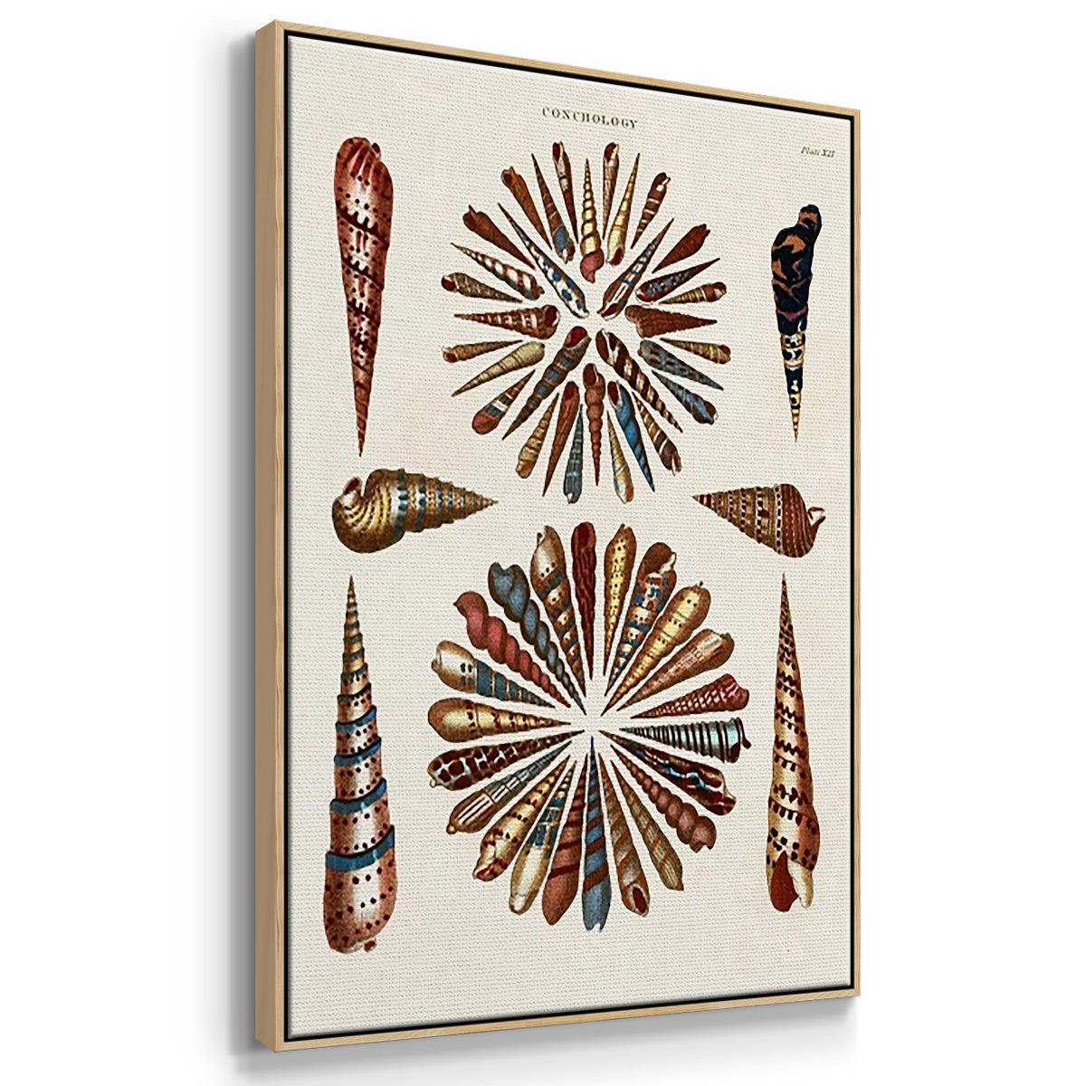 Spiral Shell Formation I - Framed Premium Gallery Wrapped Canvas L Frame 3 Piece Set - Ready to Hang