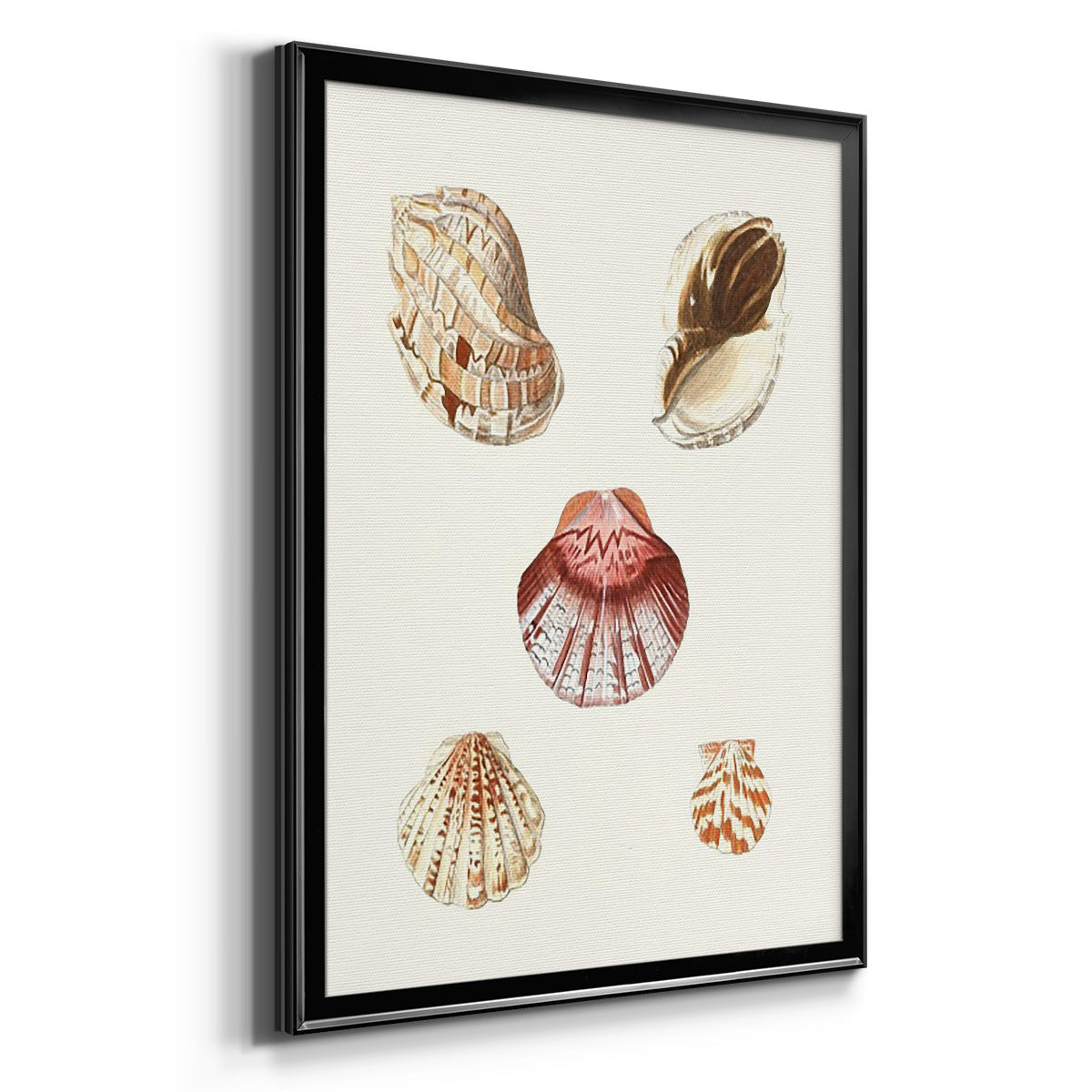 Pastel Knorr Shells V - Modern Framed Canvas Print