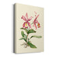 Pink Cattleya Orchid Premium Gallery Wrapped Canvas - Ready to Hang