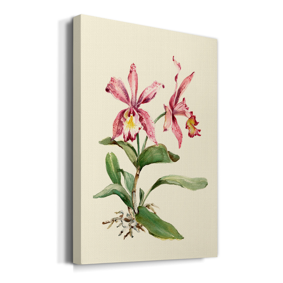 Pink Cattleya Orchid Premium Gallery Wrapped Canvas - Ready to Hang