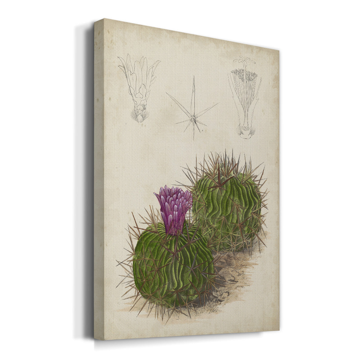 Antique Cactus II Premium Gallery Wrapped Canvas - Ready to Hang