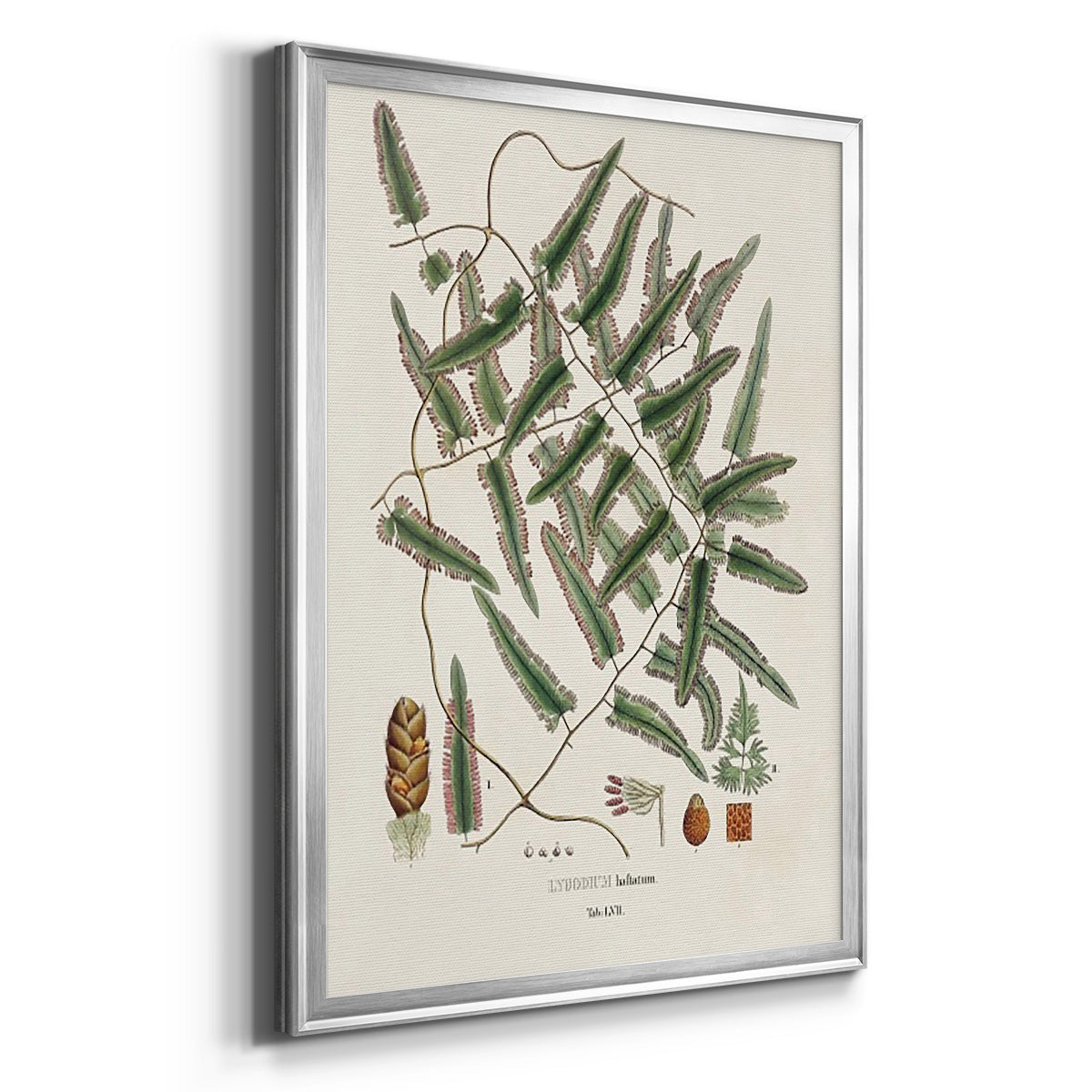 Botanical Society Ferns X - Modern Framed Canvas Print