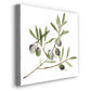 Olive Branch II - Canvas Art Print