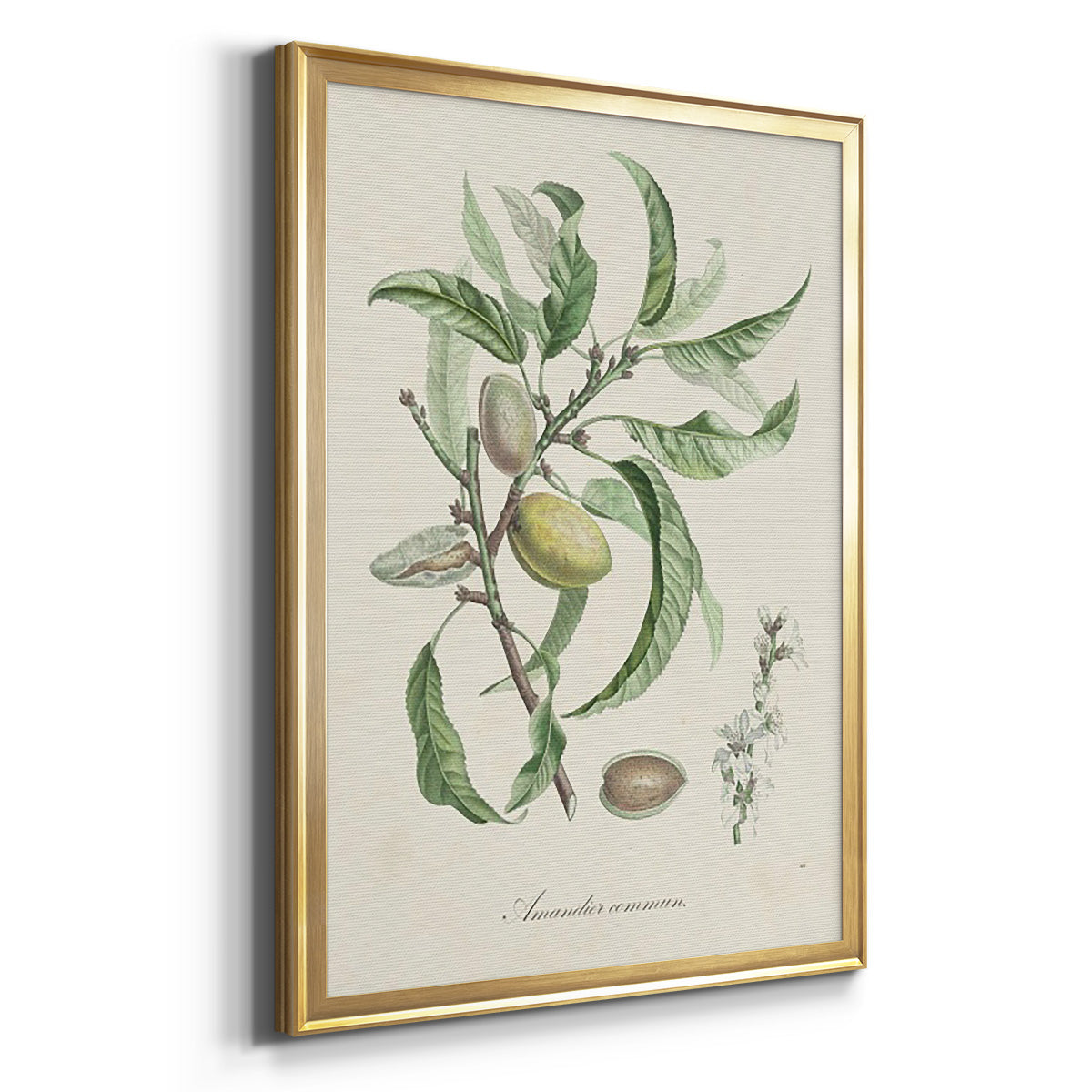 Antique Almond Botanical IV - Modern Framed Canvas Print