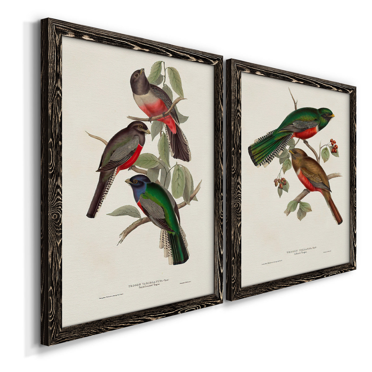 Elegant Trogons V - Premium Framed Canvas 2 Piece Set - Ready to Hang