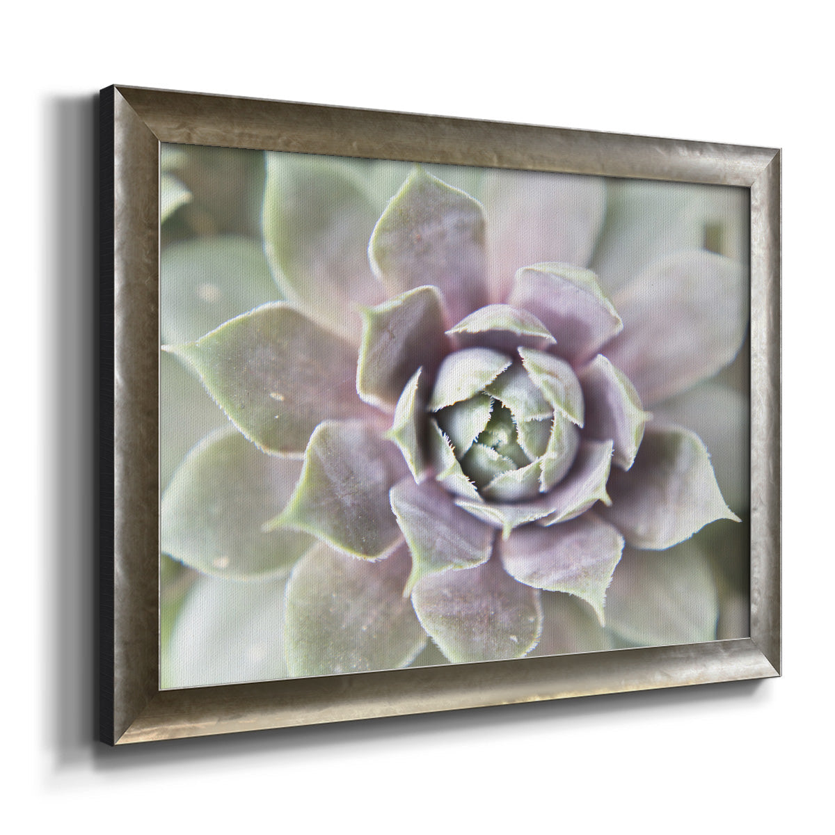 Succulent Glow II - Ornate Framed Canvas Print