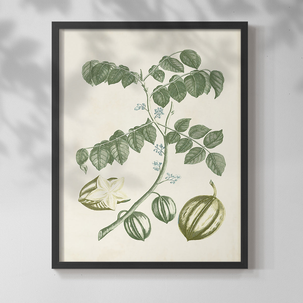 Buchoz Tropicals II - Restickable Framed Art Print
