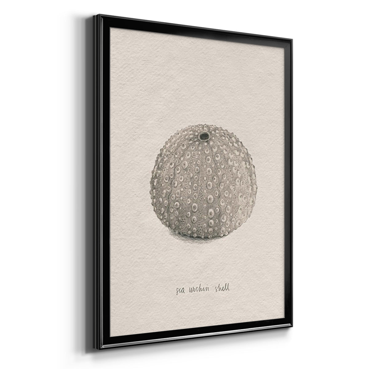 Shore Treasure Study I - Modern Framed Canvas Print