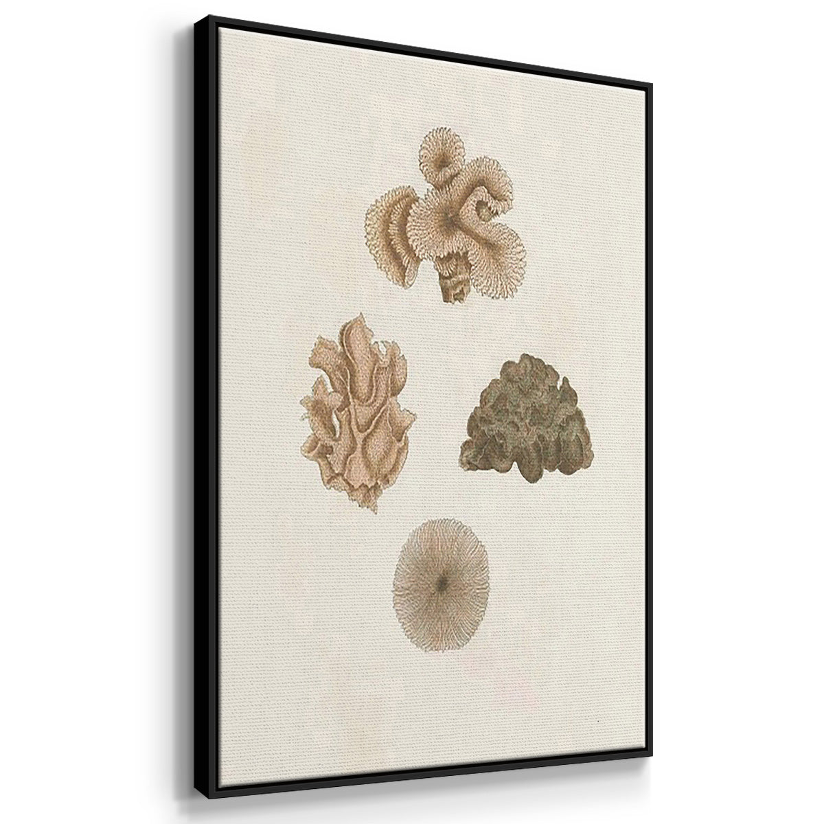 Knorr Shells & Coral VI - Framed Premium Gallery Wrapped Canvas L Frame 3 Piece Set - Ready to Hang