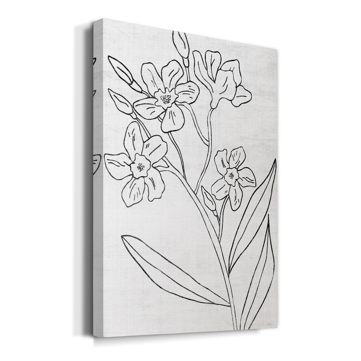 Botanical Sketch II Premium Gallery Wrapped Canvas - Ready to Hang