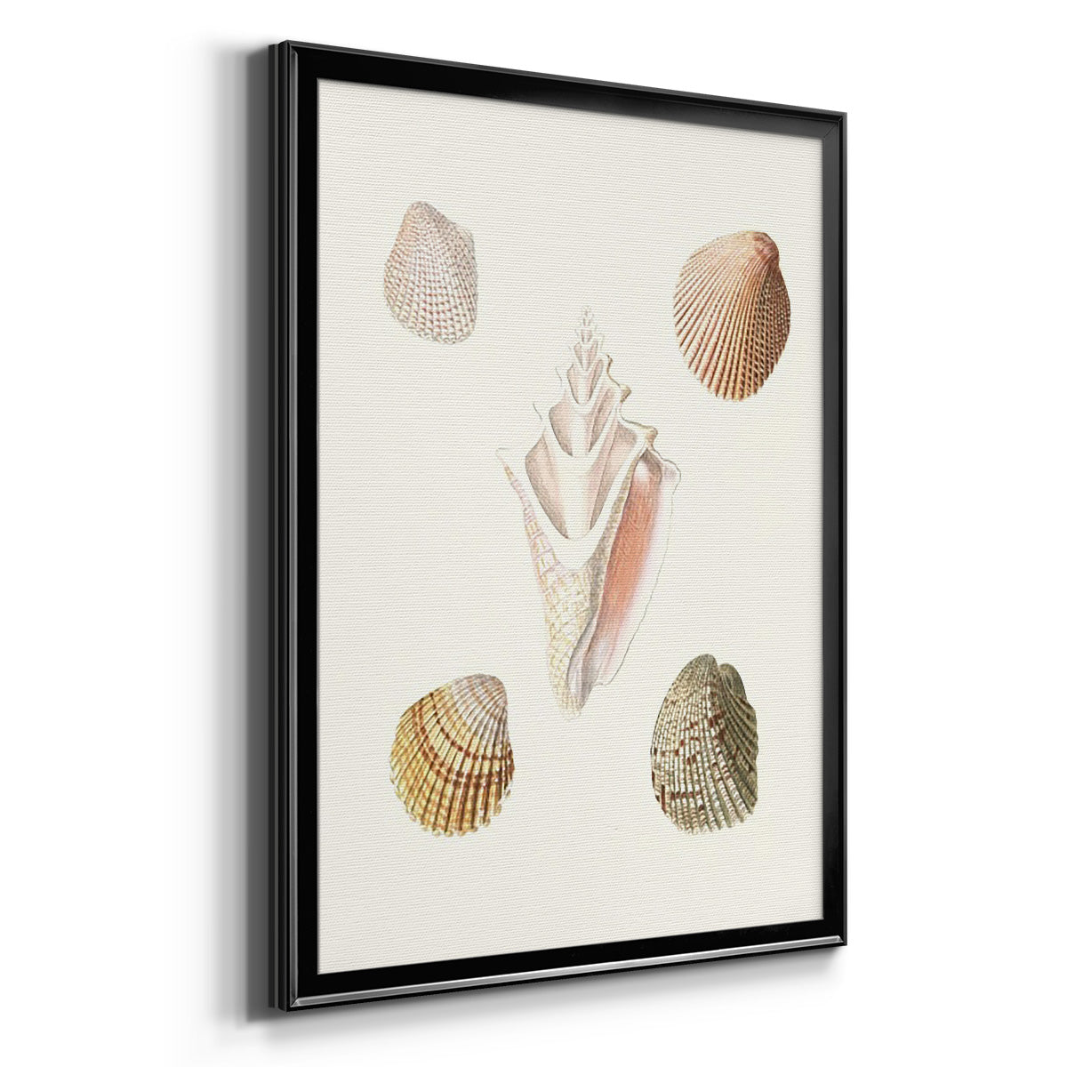 Pastel Knorr Shells IX - Modern Framed Canvas Print