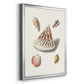 Pastel Knorr Shells VII - Modern Framed Canvas Print