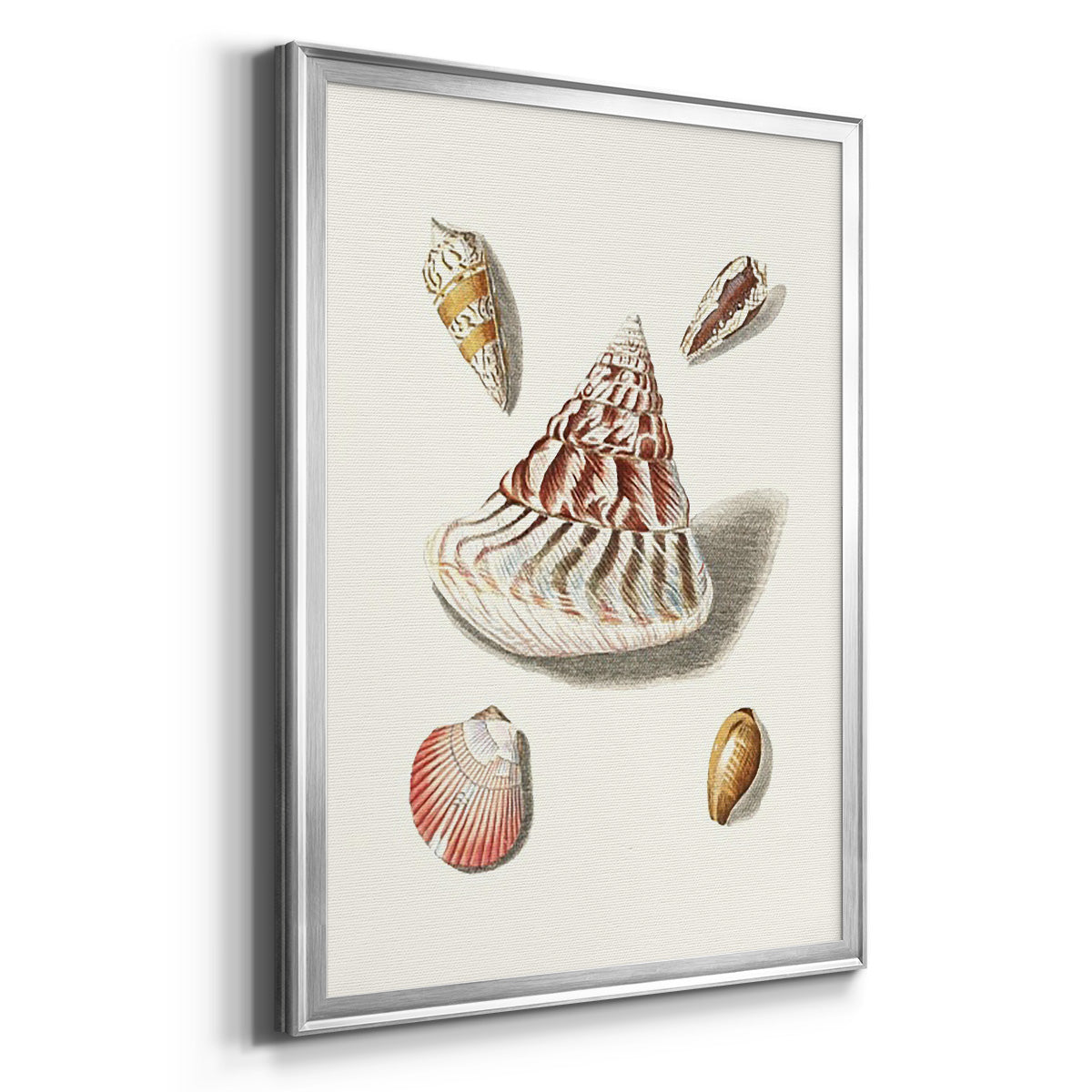 Pastel Knorr Shells VII - Modern Framed Canvas Print