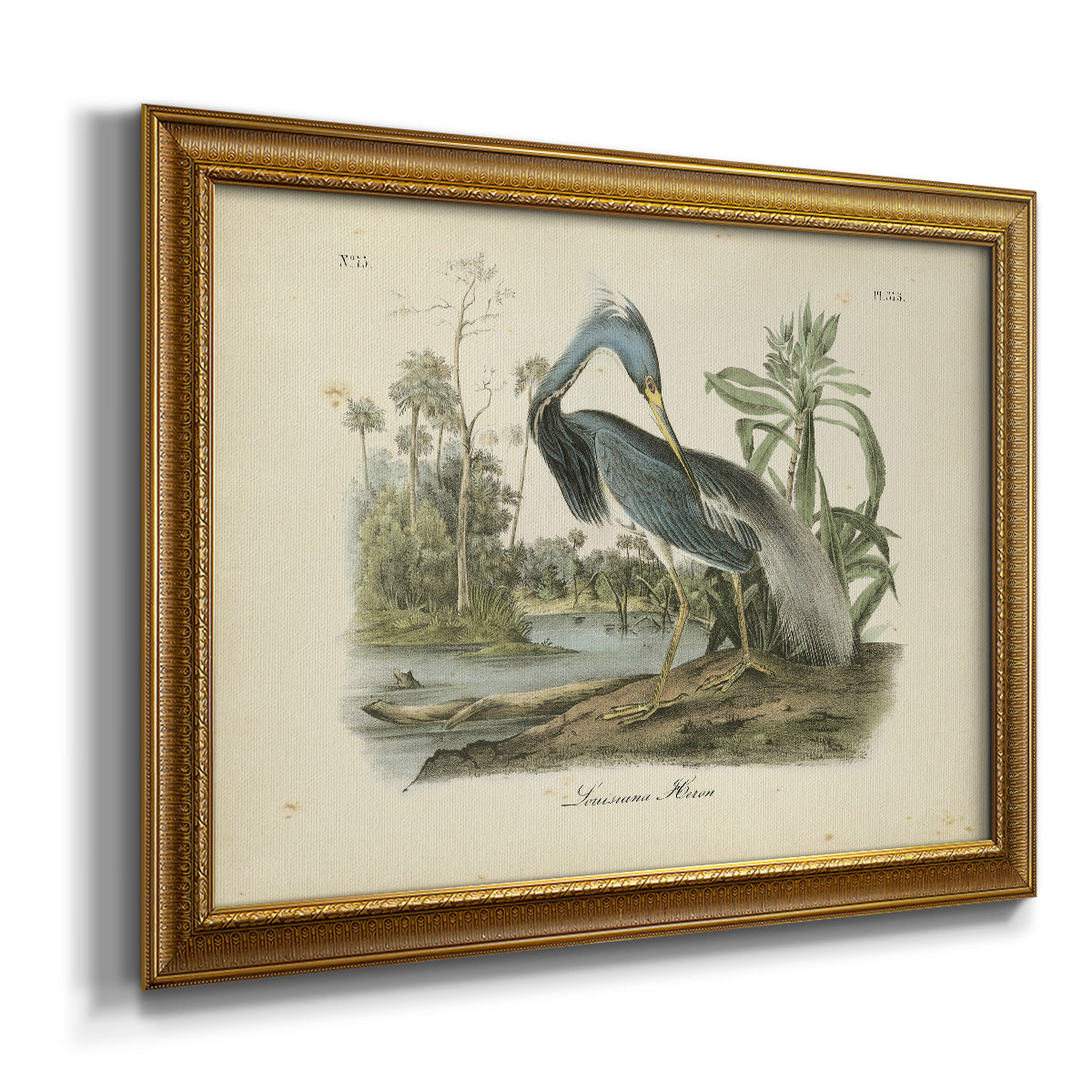 Audubons Louisiana Heron Premium Framed Canvas- Ready to Hang