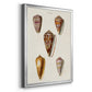 Cone Shell Collection VI - Modern Framed Canvas Print