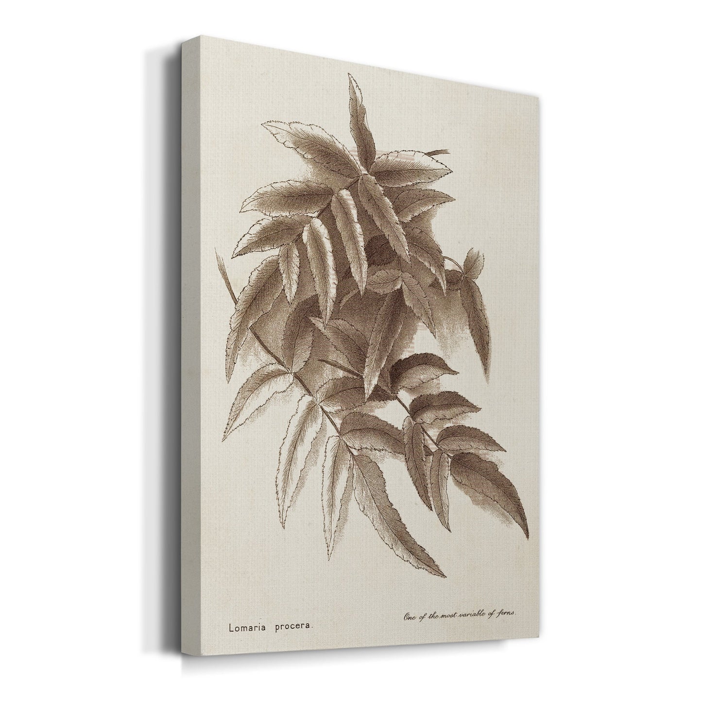 Sepia Fern Varieties IV Premium Gallery Wrapped Canvas - Ready to Hang