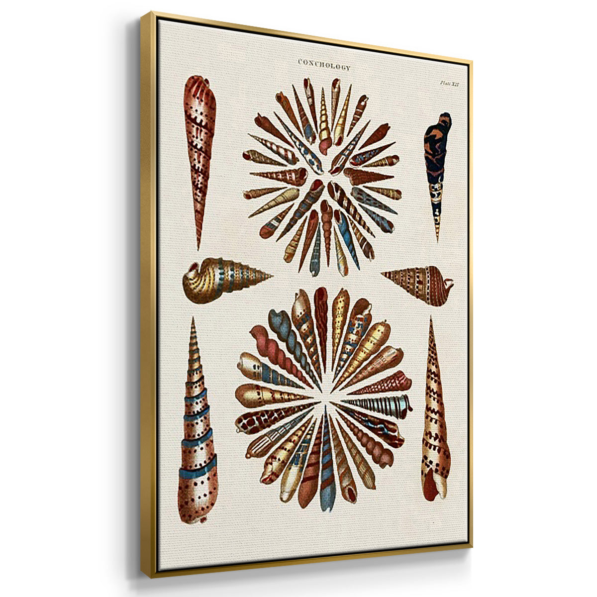 Spiral Shell Formation I - Framed Premium Gallery Wrapped Canvas L Frame 3 Piece Set - Ready to Hang